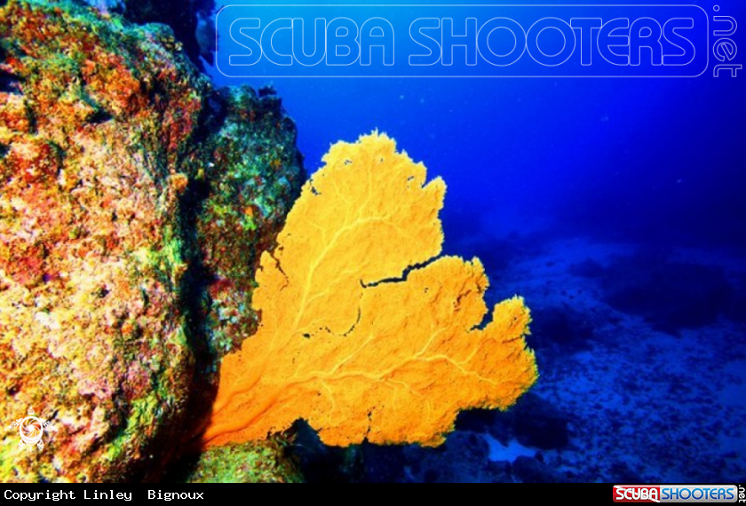 A Whale Rock dive site Gorgonian Coral 