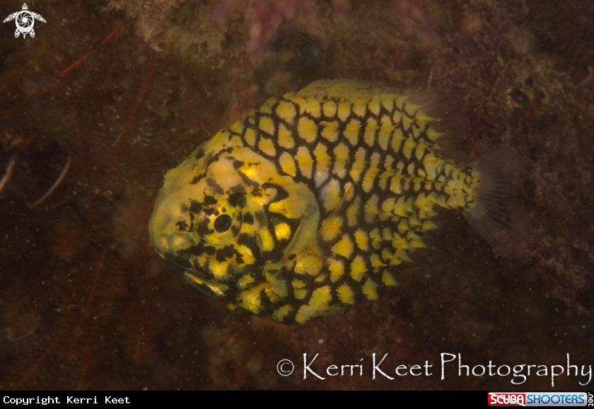 A Pineapple fish