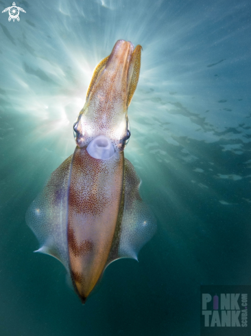 Calamari Squid