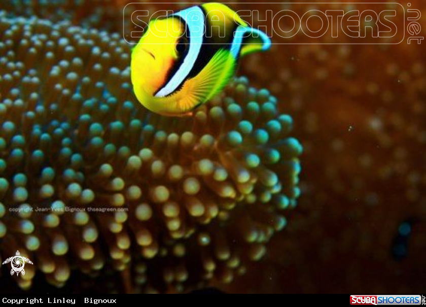 A Clownfish Anemone fish