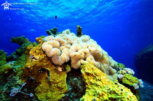 A Coral reef formation,Pointe Aux Piments,Mauritius