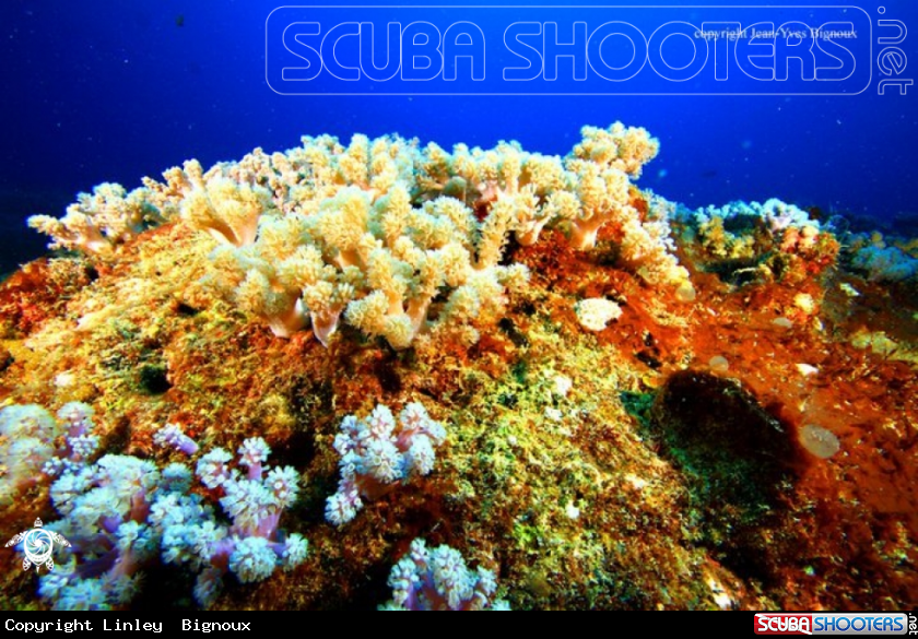 A Soft coral formations at 8 metres,Mauritius