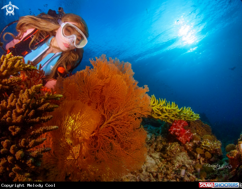 A Sea-Fan Coral
