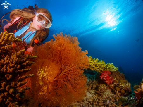 A Sea-Fan Coral