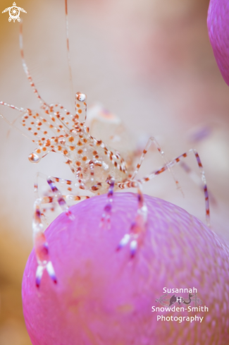 A Periclimenes yucatanicus | Spotted Cleaner Shrimp