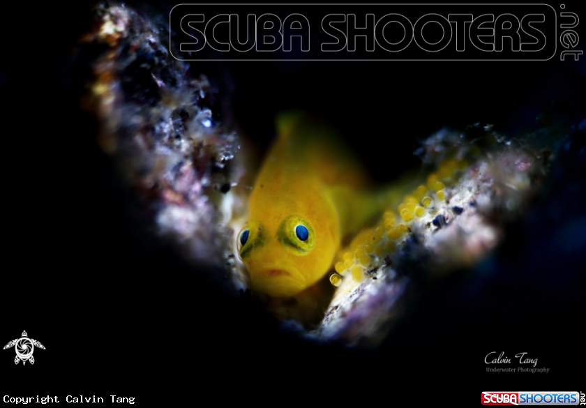A Yellow clown goby