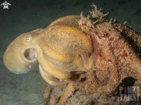 A Maori Octopus
