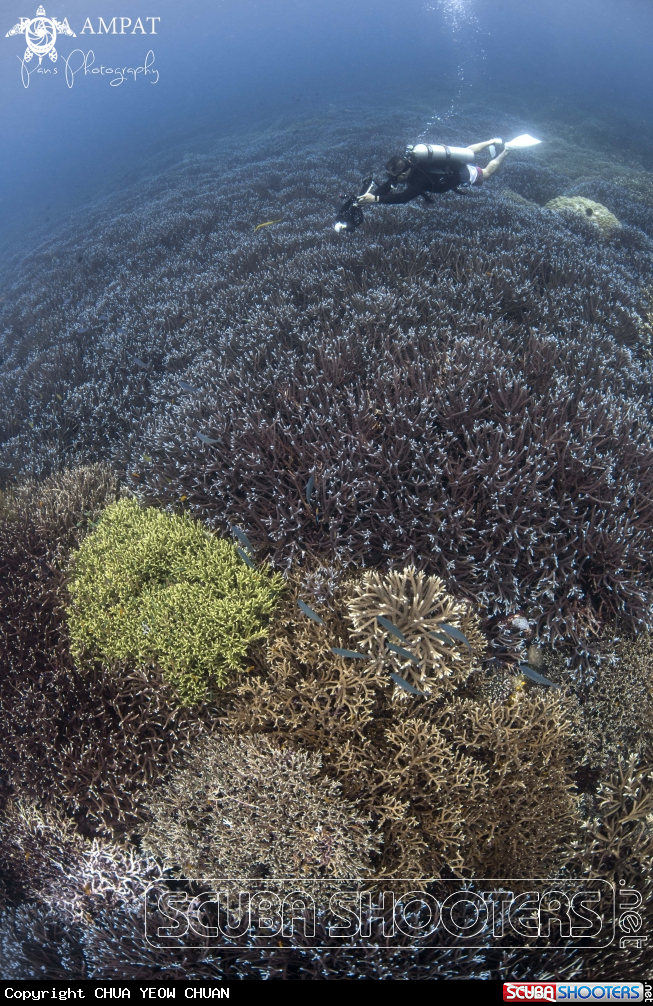 A Staghorn Coral