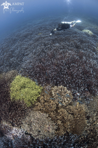 A Staghorn Coral