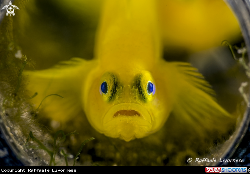 A Yellow goby