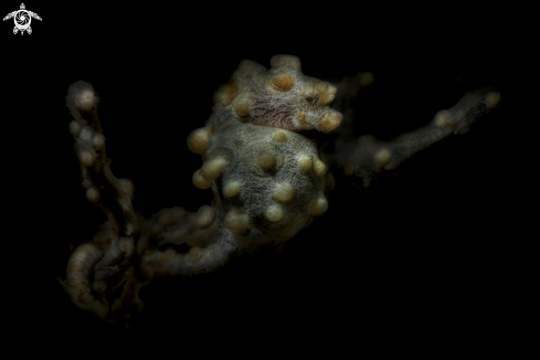 A Hippocampus bargibanti | pigmy sea horse