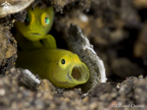 A yellow goby