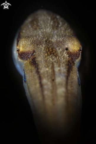 A Amphioctopus siamensis  | mototi octopus