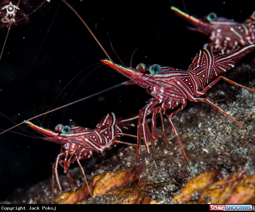 A Hinged beak shrimps