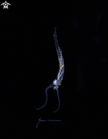 A Unknown id not made yet | Pelagic Nudibranch