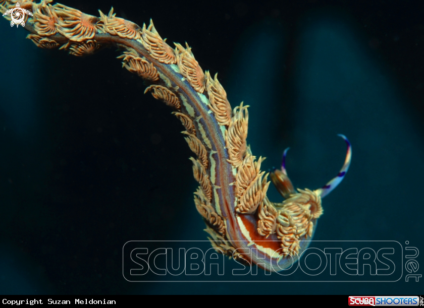 A Dragon nudibranch