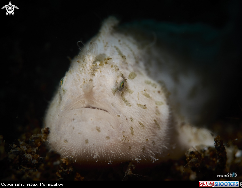 A Frogfish