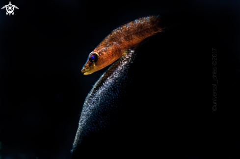 A Black Tunicate Goby