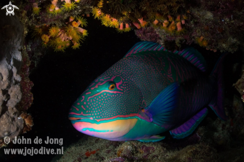 A Scaridae | Parrot fisch during a nightdive