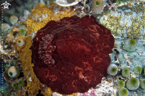 A Asteronotus hepaticus | Nudibranche