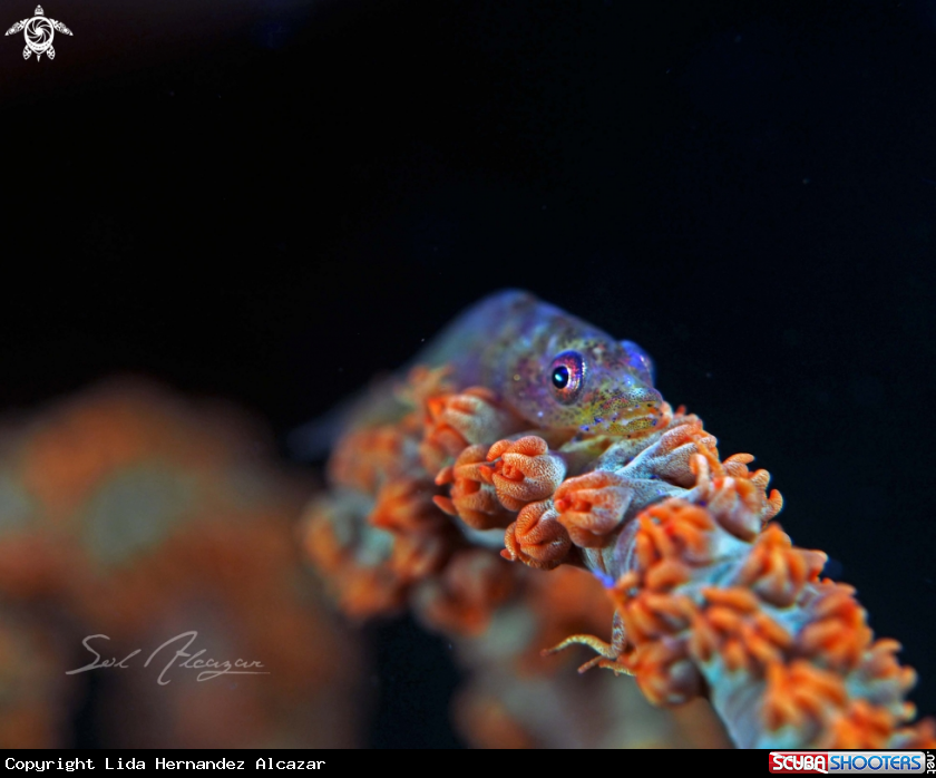 A goby on whip coral 