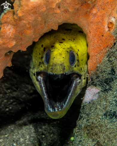 A Gymnothorax fimbriatus) | Fimbriated moray eel