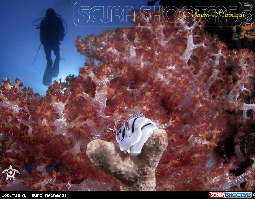 A Nudi, diver and softcoral