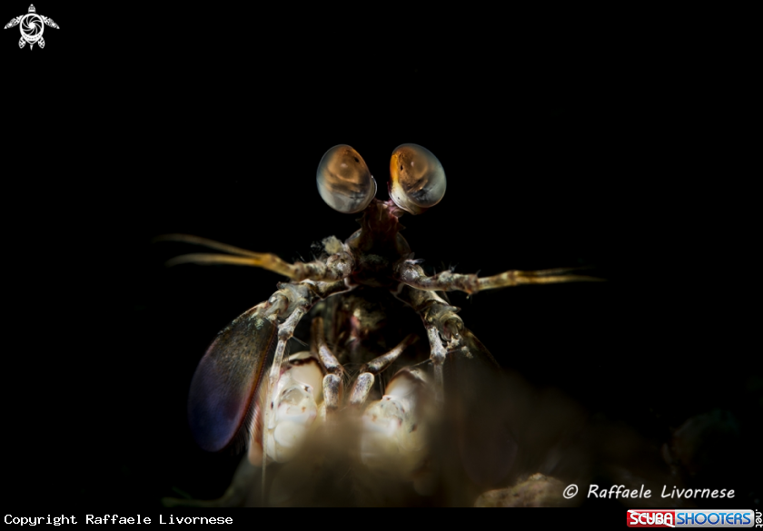 A Manthis shrimp