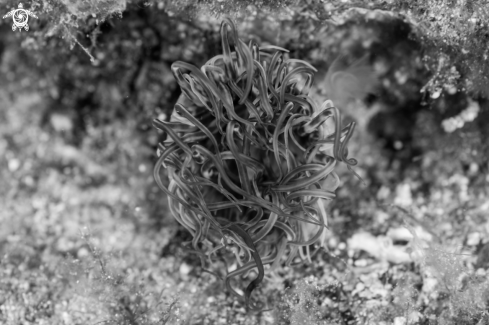 A Cerianthus membranaceus | Anemone Cerianthus 