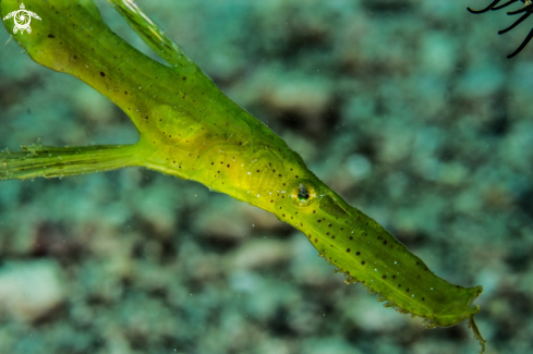 A Solenostomus cyanopterus | Robust ghost pipefish