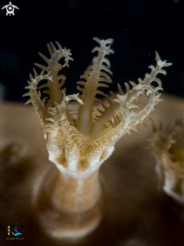 A Soft coral polyps