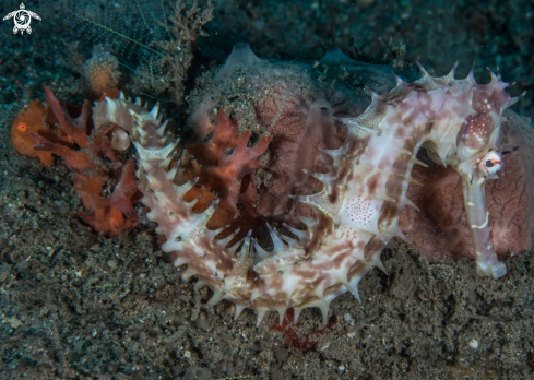 A Antennarius pictus, Hippocampus histrix, | Painted frogfish and Thorny seahorse