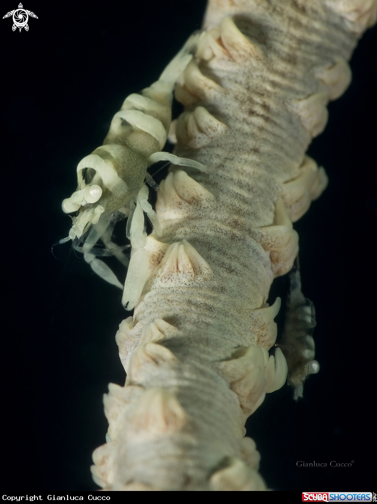 A Whip Coral Shrimp,Gamberetto simbiote