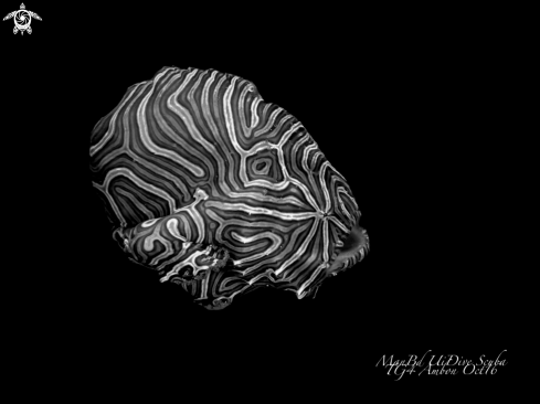 A Histiophryne psychedelica | Frogfish