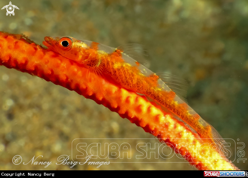 A Ghost Goby