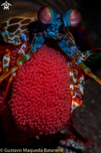 A Odontodactylus scyllarus | Mantis shrimp with eggs