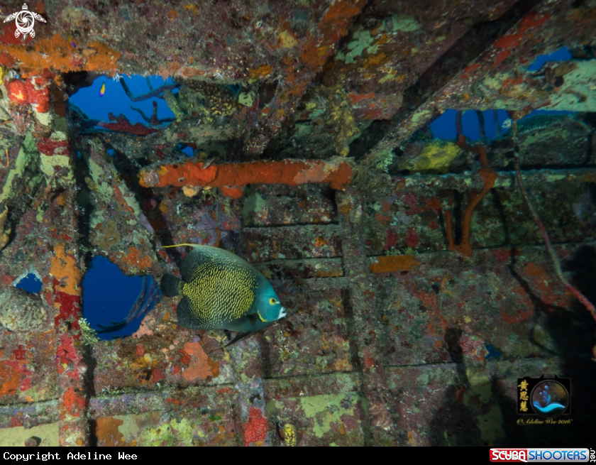 A French angelfish in wreck