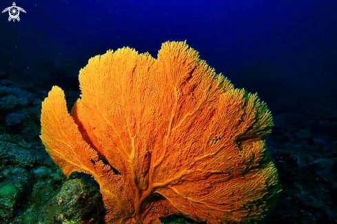 A Gorgonian coral | Gorgonian coral