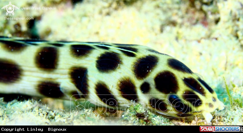 A Spotted Snake Eel -Ophichthidae