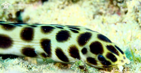 A Ophichthidae | Spotted Snake Eel -Ophichthidae