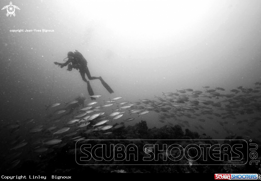 A Balaclava diving 28 m Mauritius
