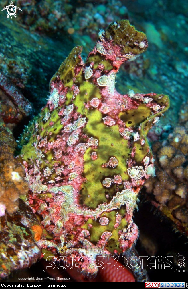 A Frogfish.