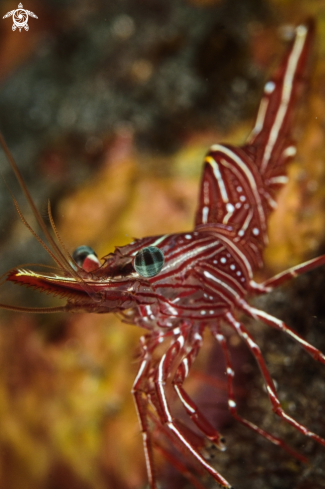 A Rhynchocinetes durbanensis | Hinged-beak shrimp