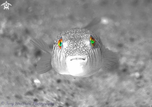 A Torquigener pleurogramma | Weeping Toadfish
