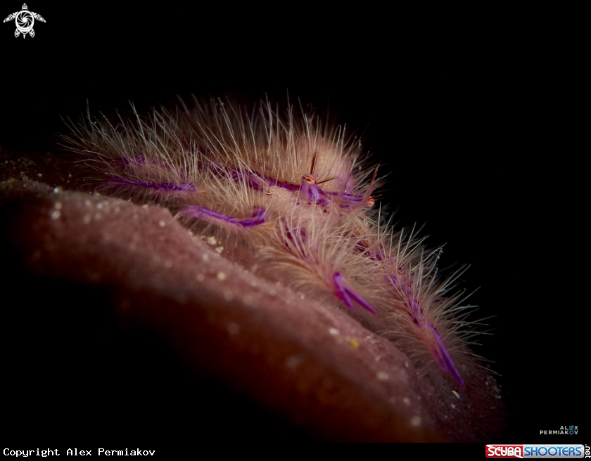 A Pink hairy squat lobster