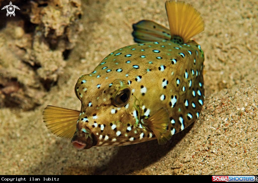 A box fish