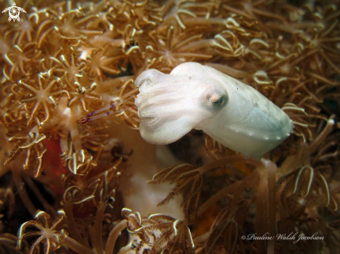A Pygmy cuttlefish