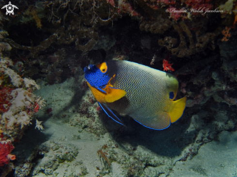A Yellow-Mask Angelfish