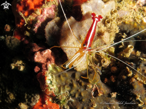 A Lysmata amboinensis | White Banded Cleaner Shrimp