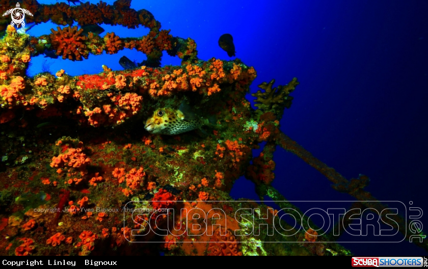 A Puffer fish high up on the Stella Maru